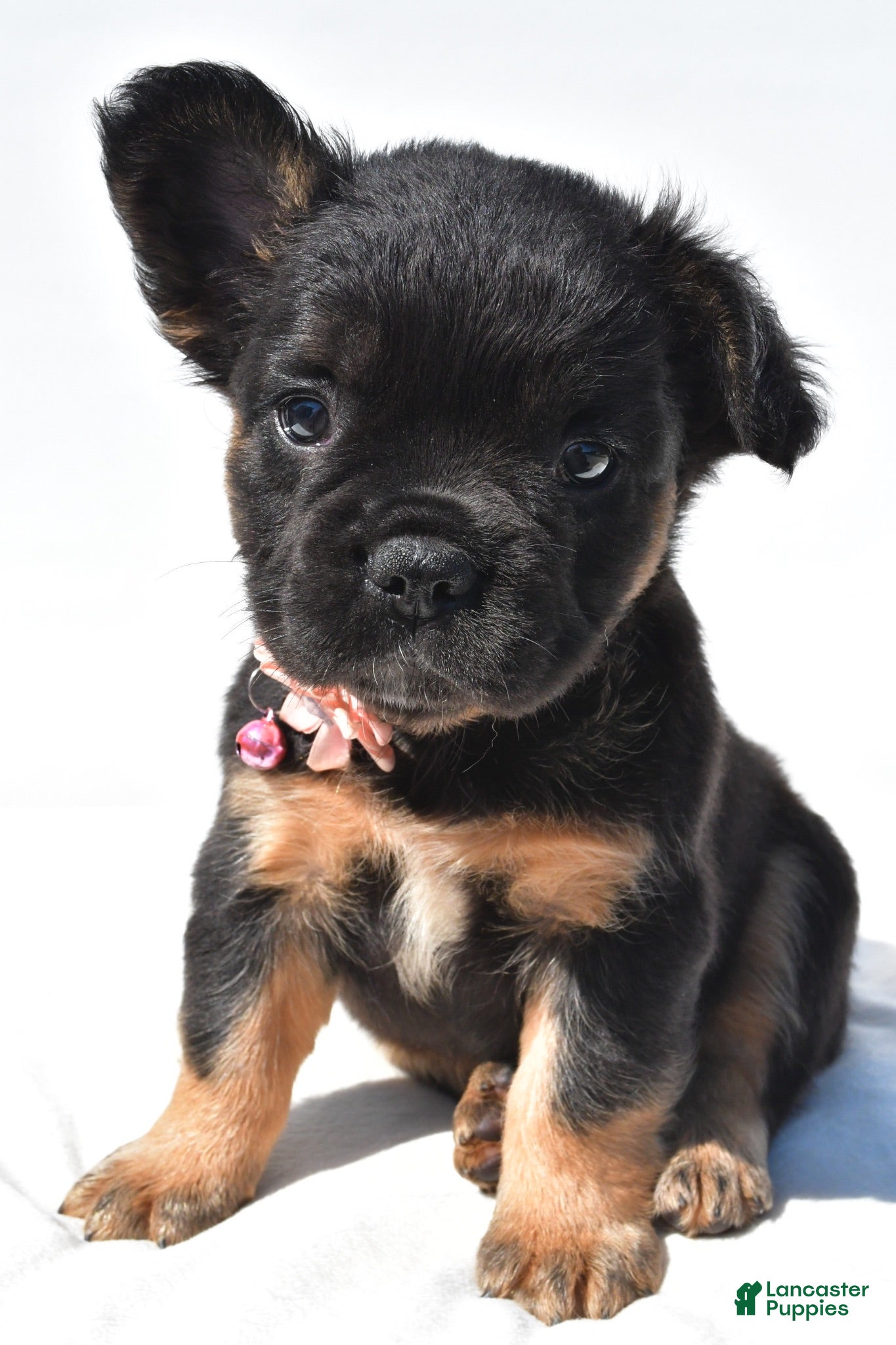 French Bulldog dogs Petunia  - Ad 1