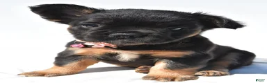 Petunia 