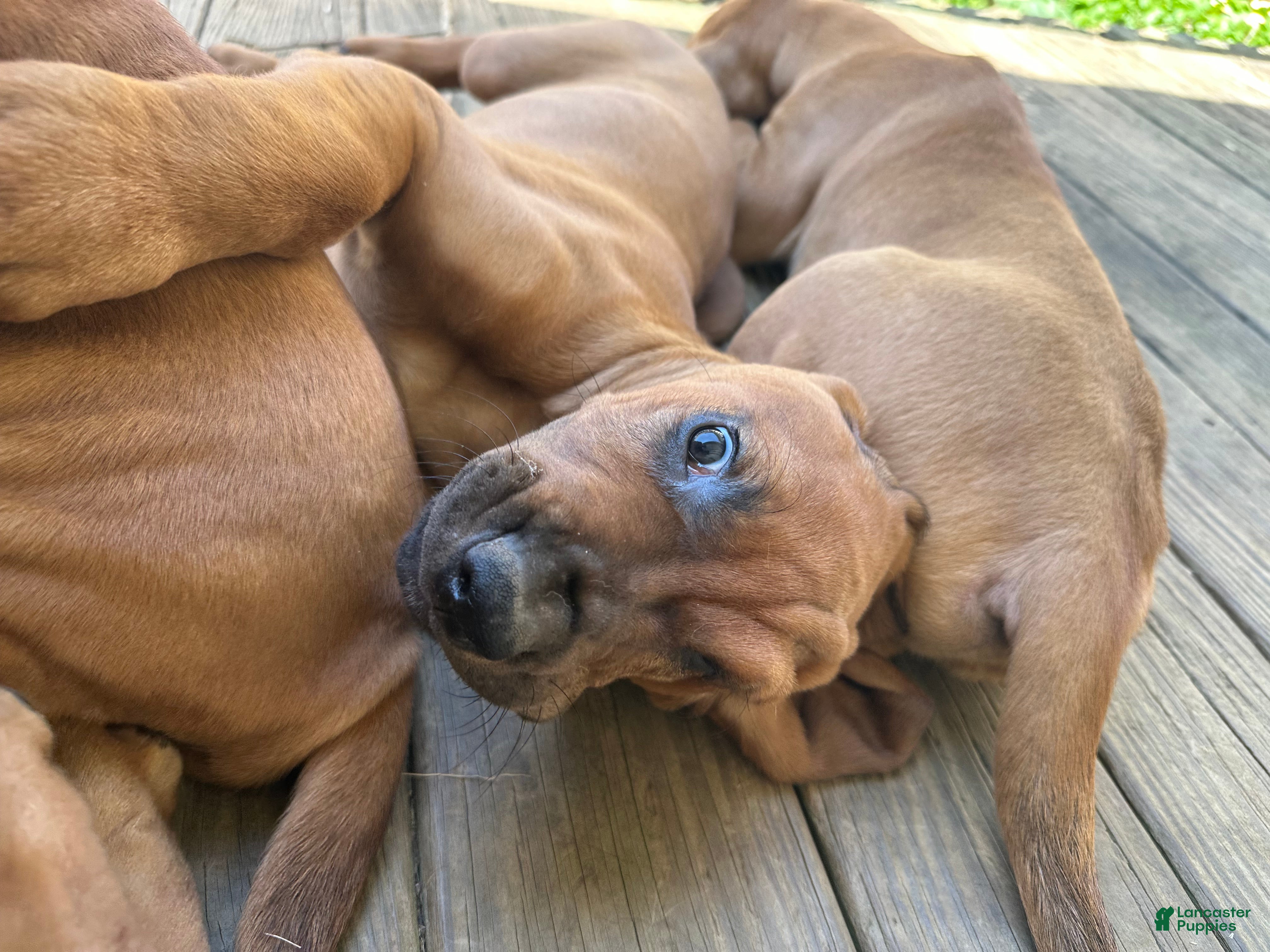 Bloodhound dogs Bloodhound Puppy 5 - Ad 3