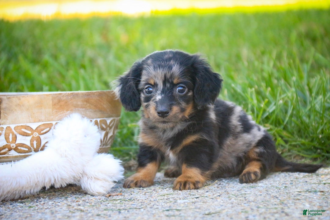 Dachshund (Dachshund, Male) in LaGrange, IN