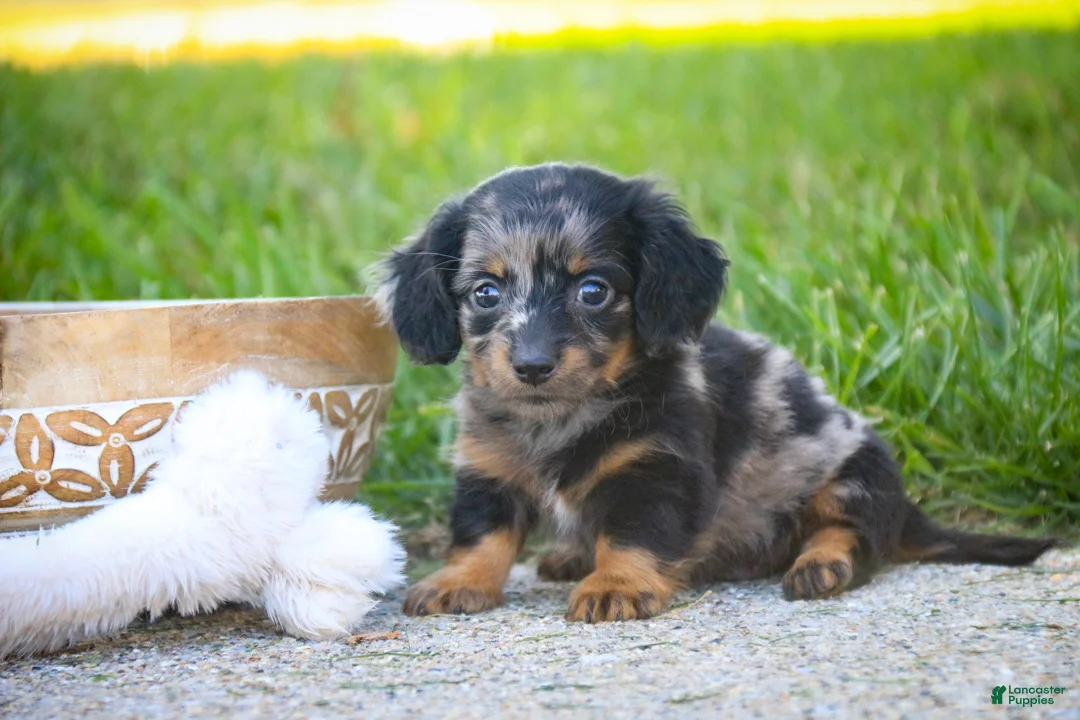 Miniature Dachshund dogs for sale: Blue Miniature Dachshund  - Ad 1