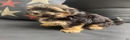 Morkie dogs for sale: Cam - Ad 8