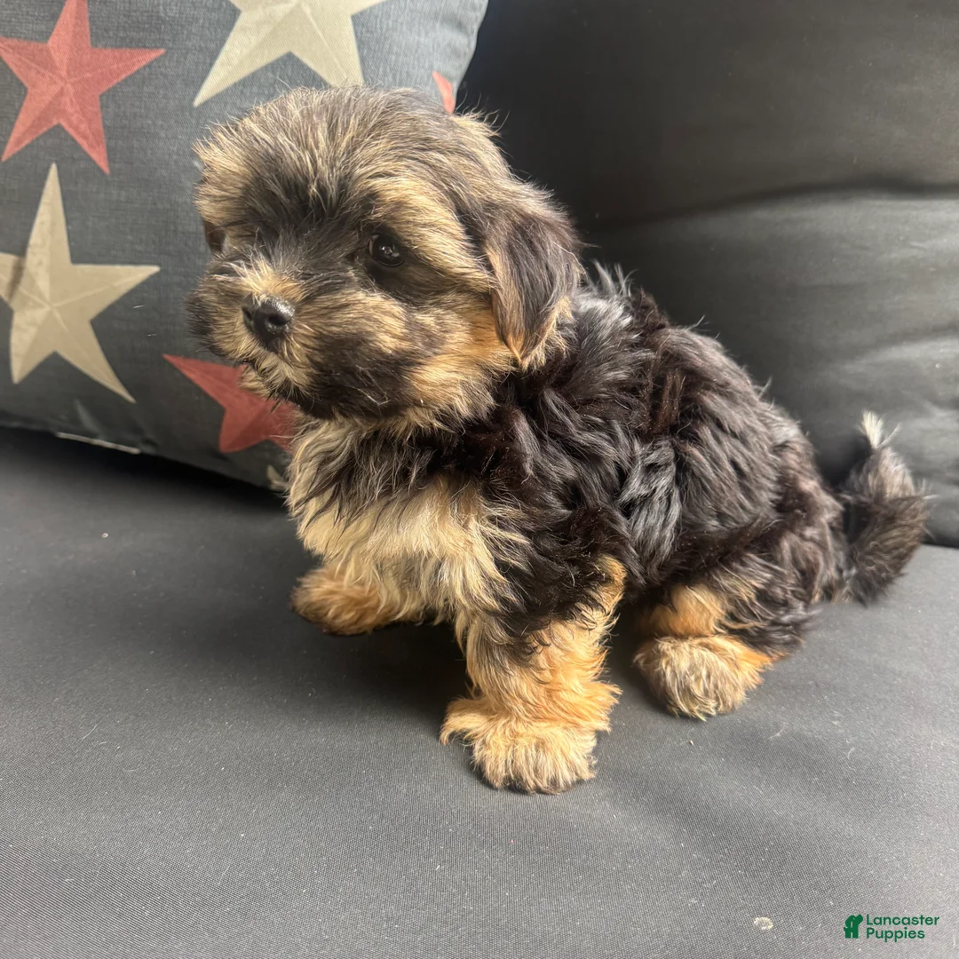 Morkie dogs for sale: Cam - Ad 8