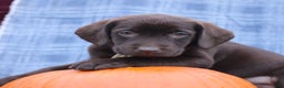 Labrador Retriever dogs for sale: Joanna  - Ad 2