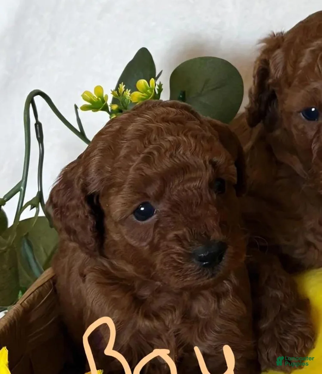 Cavapoo dogs for sale: Cavapoo Puppy 2 - Ad 1