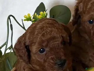 Cavapoo dogs Cavapoo Puppy 2 - Ad 23