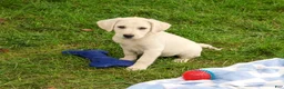 Labrador Retriever dogs for sale: Rambo - Ad 2