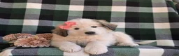 Mixed Breed dogs for sale: Morgan - Ad 9