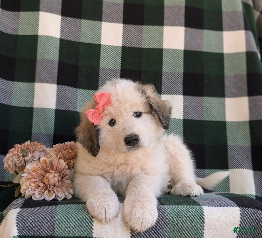 Mixed Breed dogs for sale: Morgan - Ad 9