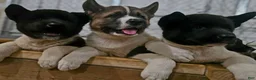 Akita dogs for sale: Leo  - Ad 6