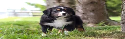 Bernese Mountain Dog dogs for sale: Spencer - Ad 9