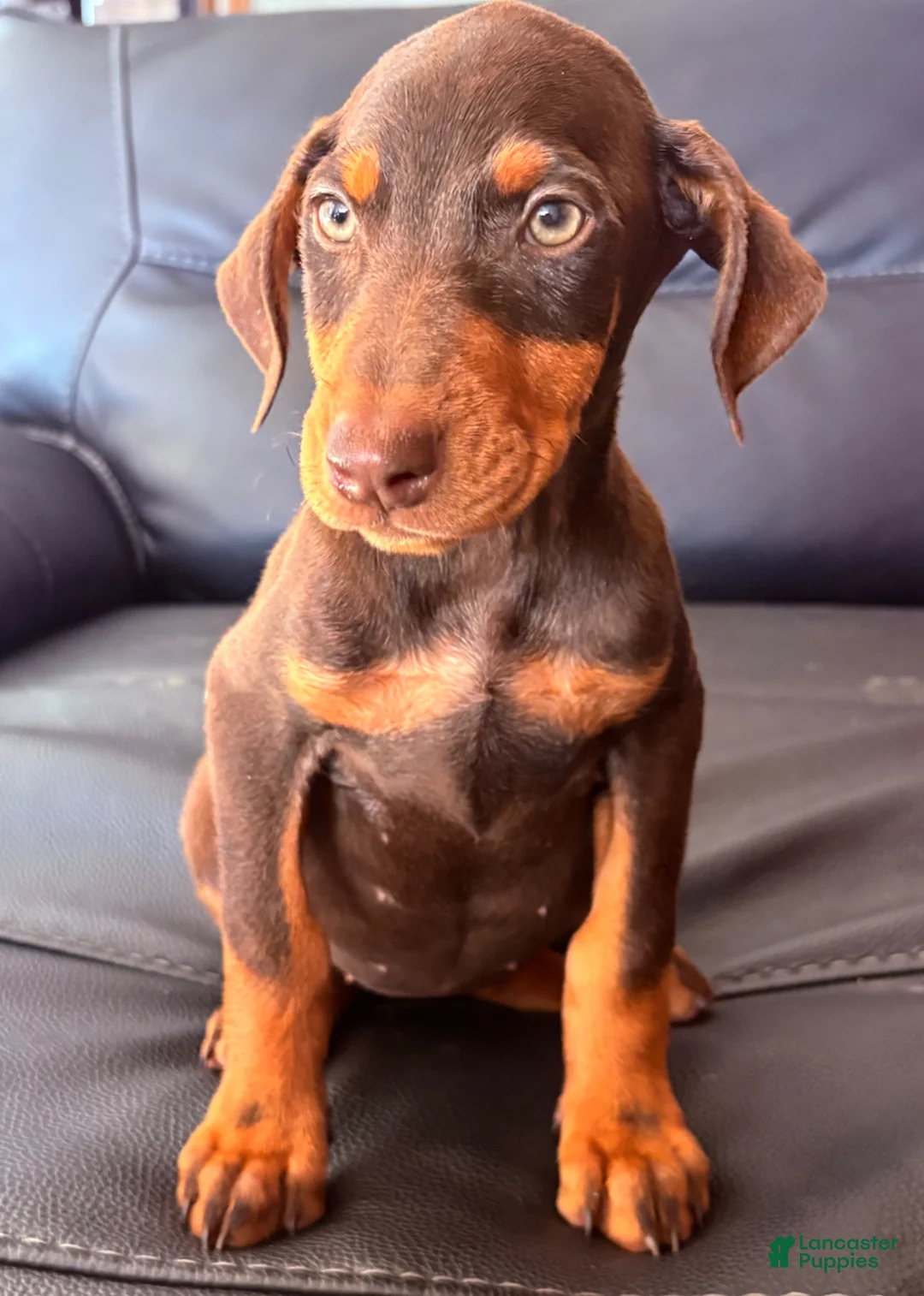 Doberman Pinscher dogs for sale: Doberman Pinscher Puppy 6 - Ad 1