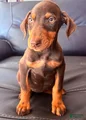 Doberman Pinscher Puppy 6