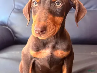 Doberman Pinscher dogs Doberman Pinscher Puppy 6 - Ad 6