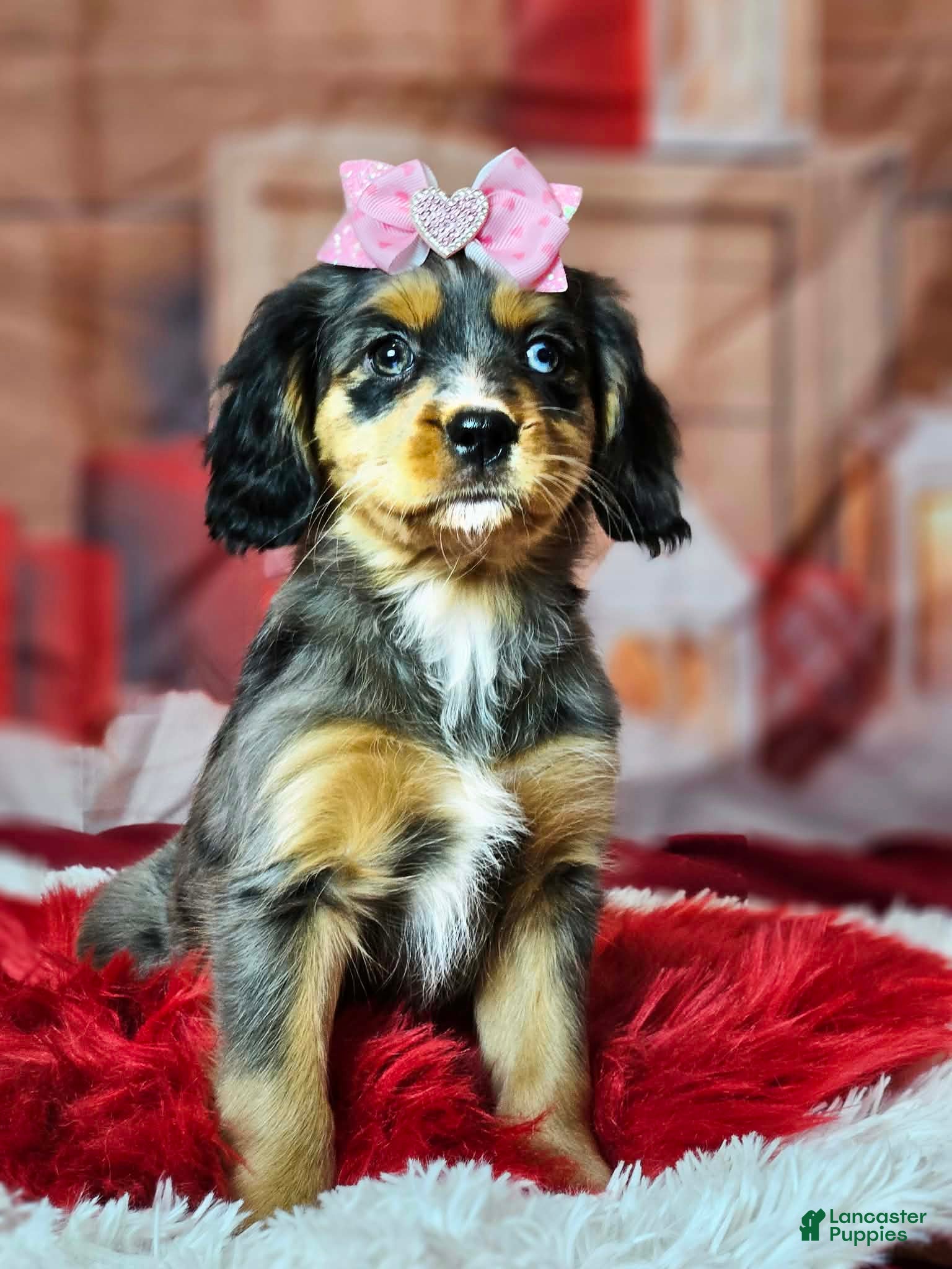 Miniature Bernese Mountain Dog dogs  Blue eyed beauty  - Ad 3