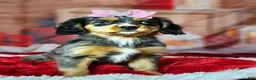 Miniature Bernese Mountain Dog dogs for sale:  Blue eyed beauty  - Ad 1