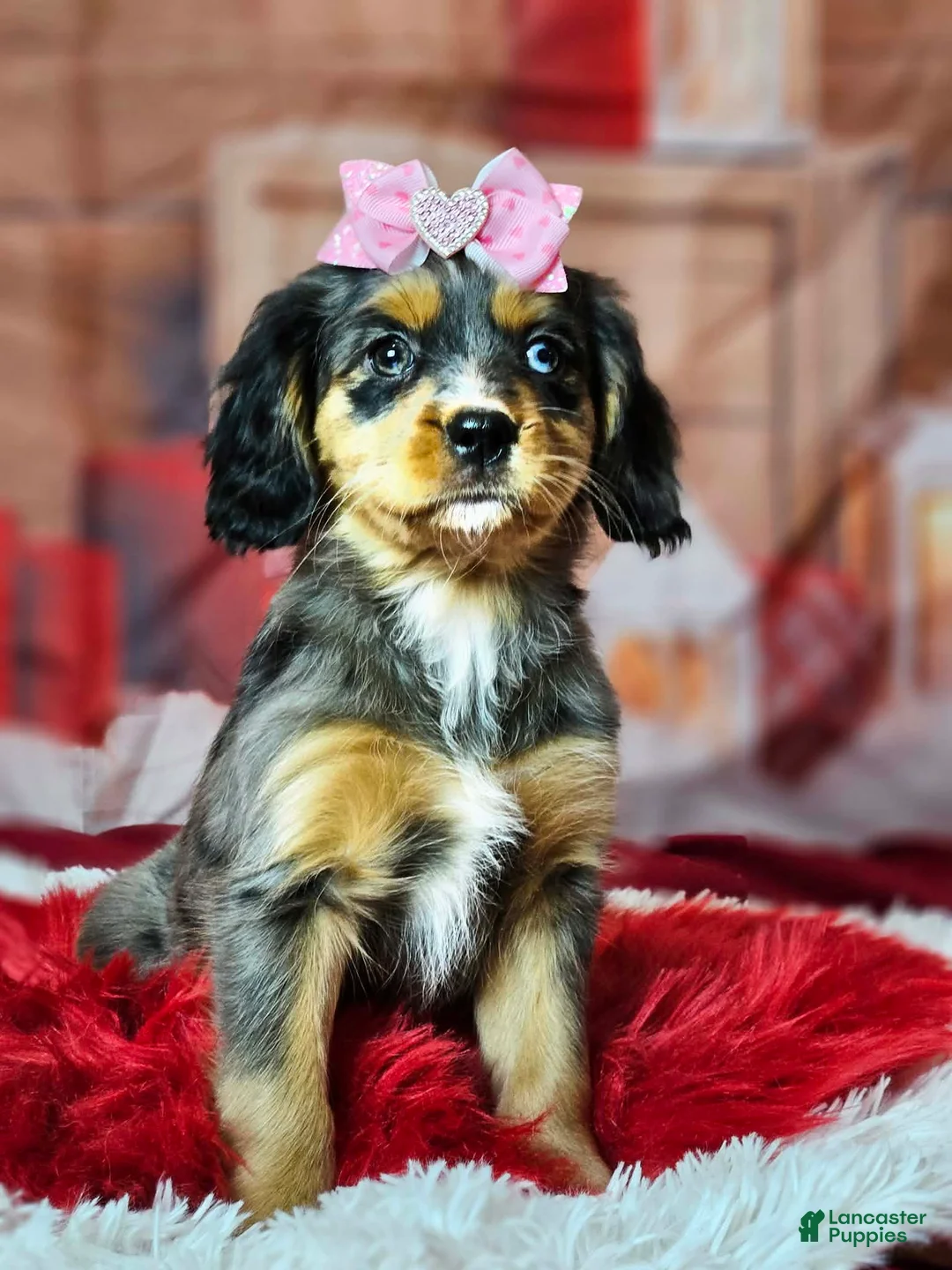 Miniature Bernese Mountain Dog dogs for sale:  Blue eyed beauty  - Ad 1