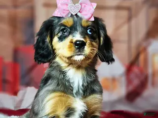 Miniature Bernese Mountain Dog dogs Blue eyed beauty - Ad 8