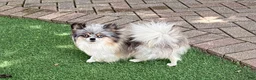 Pomeranian dogs for sale: Olaf - Ad 4