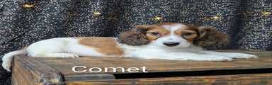 Comet