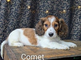 Dachshund dogs Comet - Ad 8
