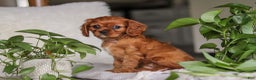 Cavalier King Charles Spaniel dogs for sale: Cleo - Ad 6