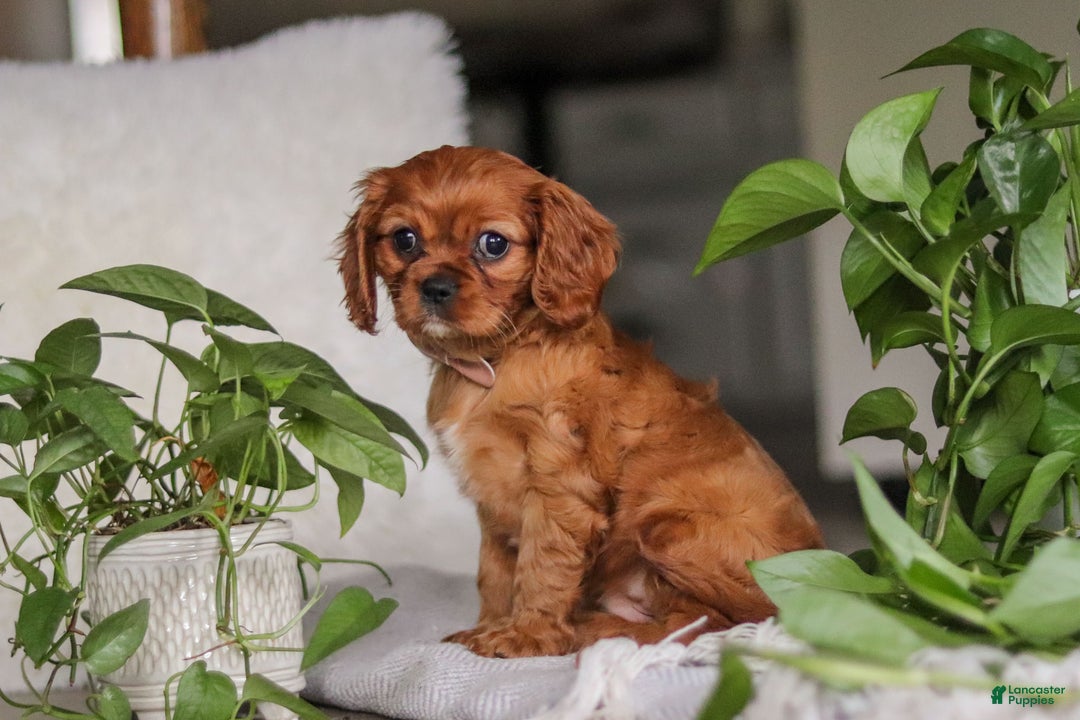 Cavalier King Charles Spaniel dogs for sale: Cleo - Ad 6