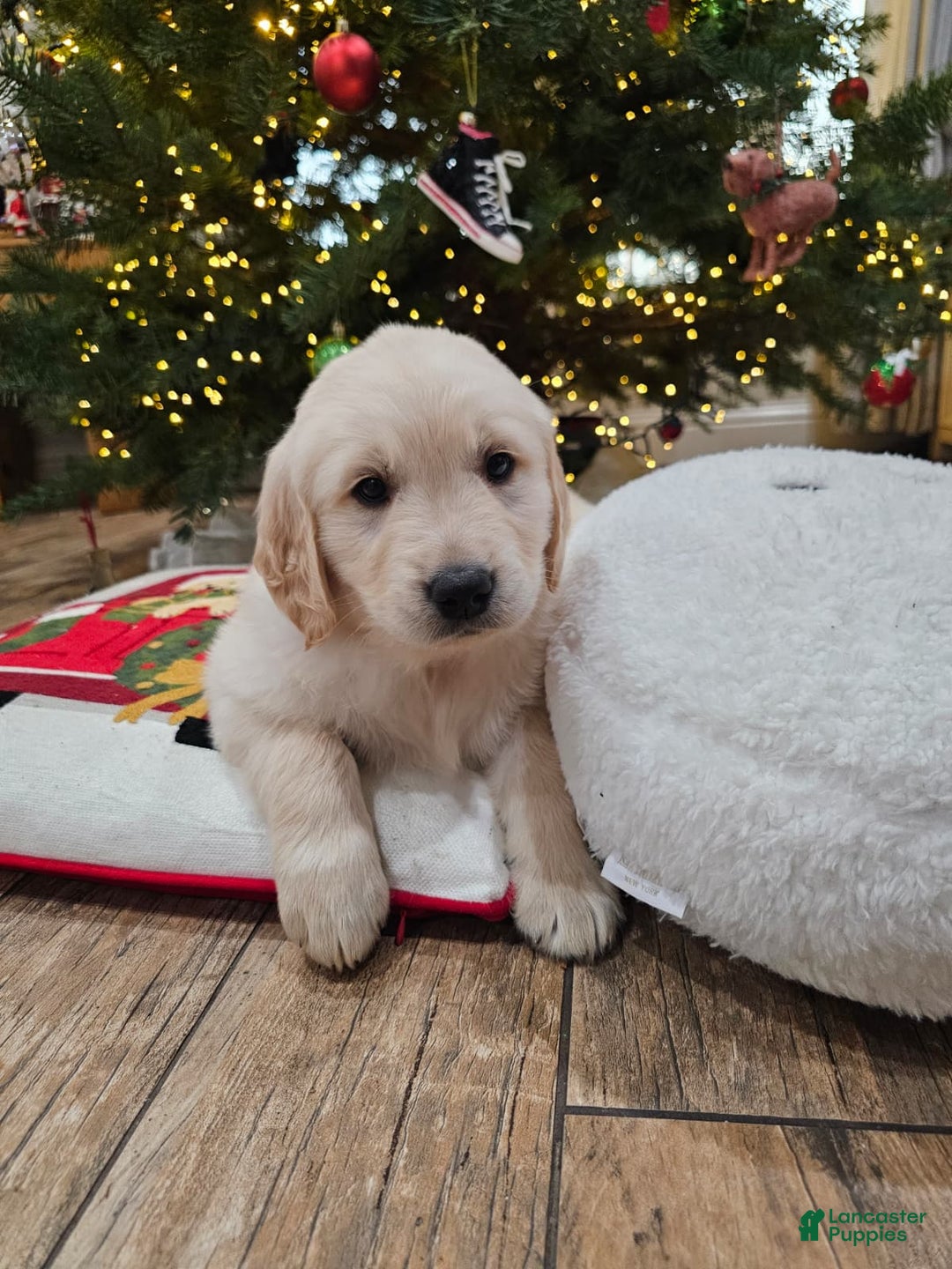 Golden Retriever dogs for sale: Golden Retriever Puppy 7 - Ad 4