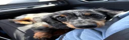 Miniature Dachshund dogs for sale: Theodore(FULL RIGHTS) - Ad 3