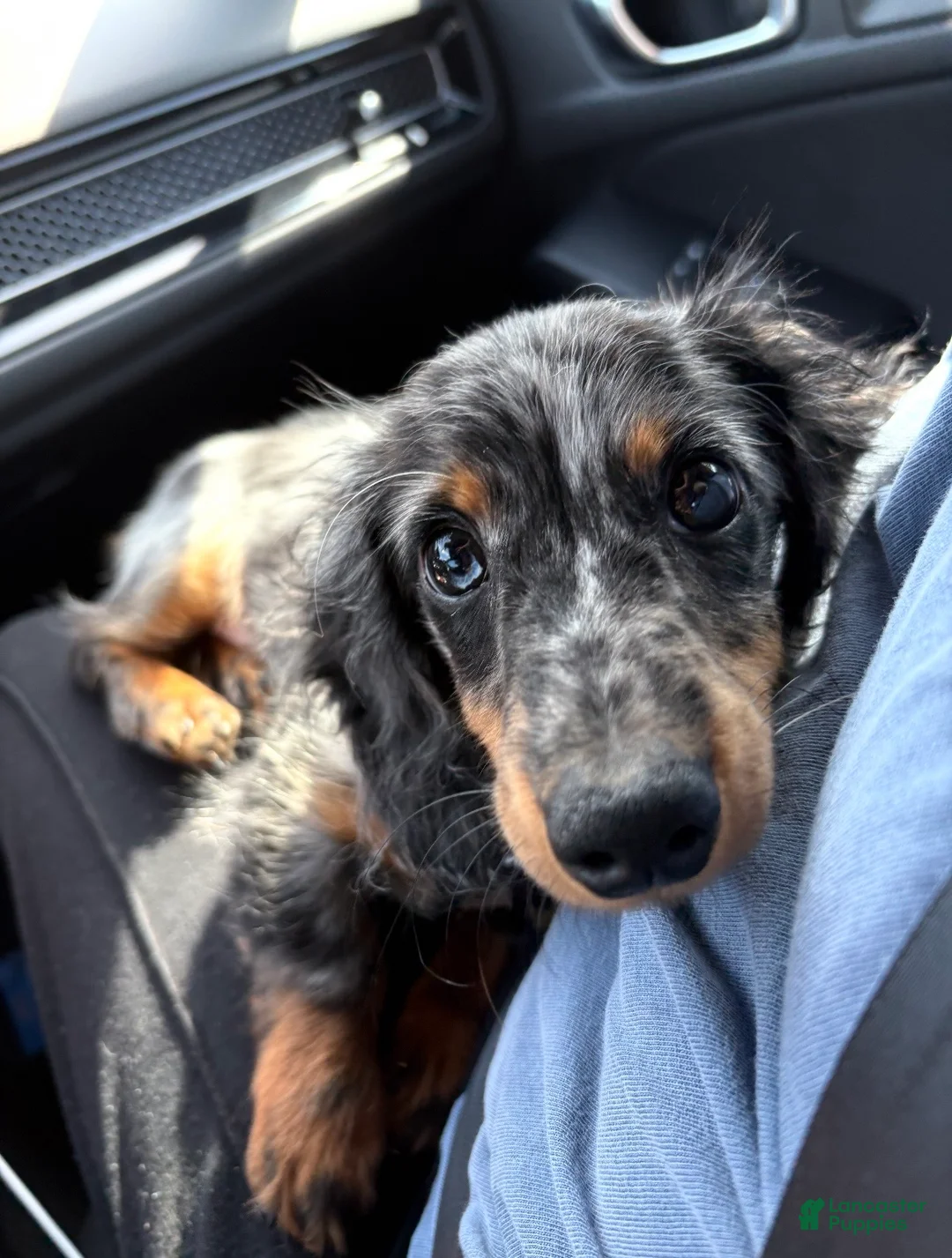 Miniature Dachshund dogs for sale: Theodore(FULL RIGHTS) - Ad 3