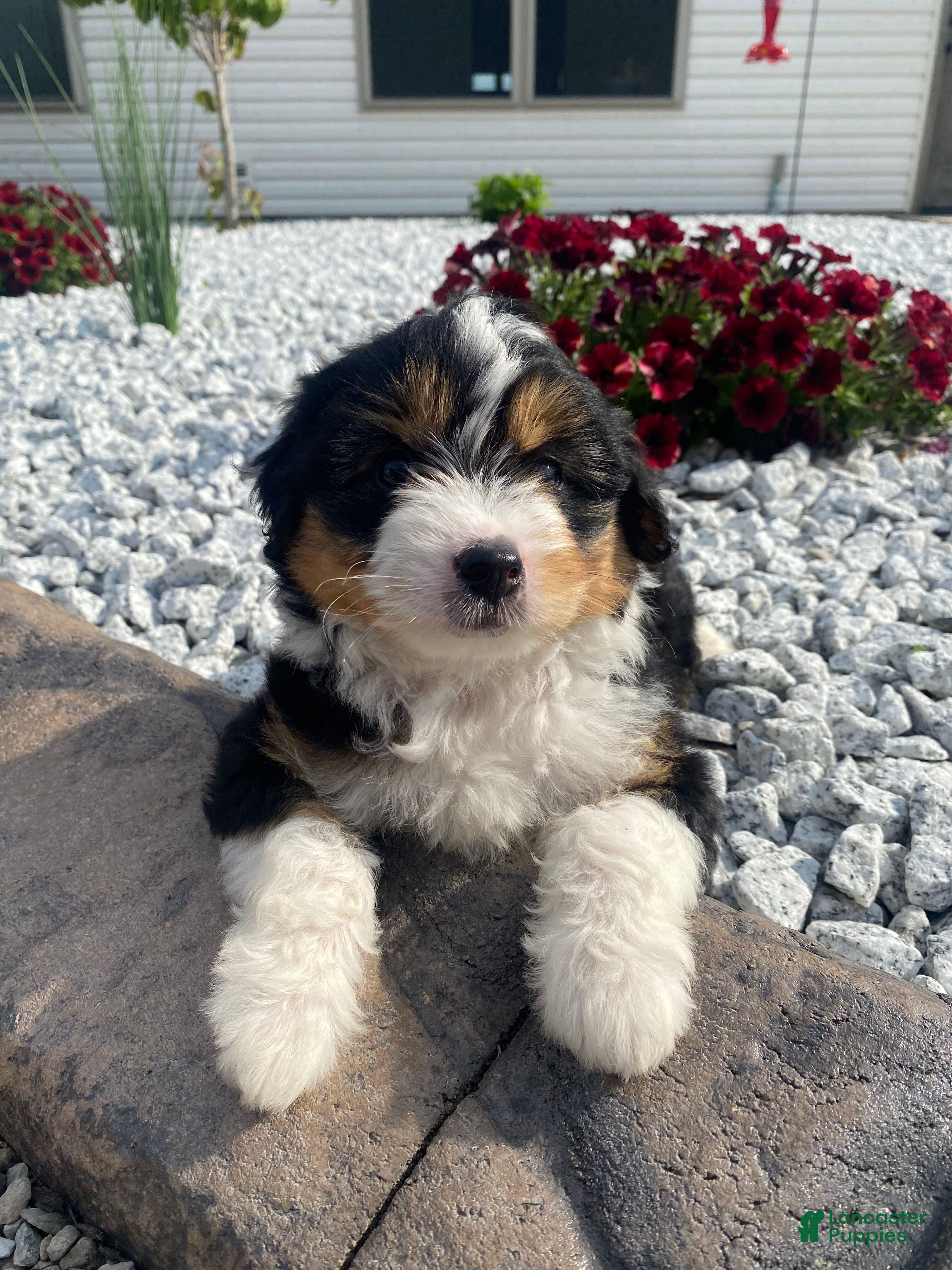 Mini Aussiedoodle dogs Kaylie - Ad 1