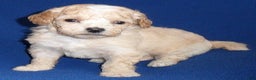 Shihpoo dogs for sale: Nugget - Ad 6