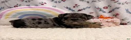 English Bulldog dogs for sale: Mira - Ad 4