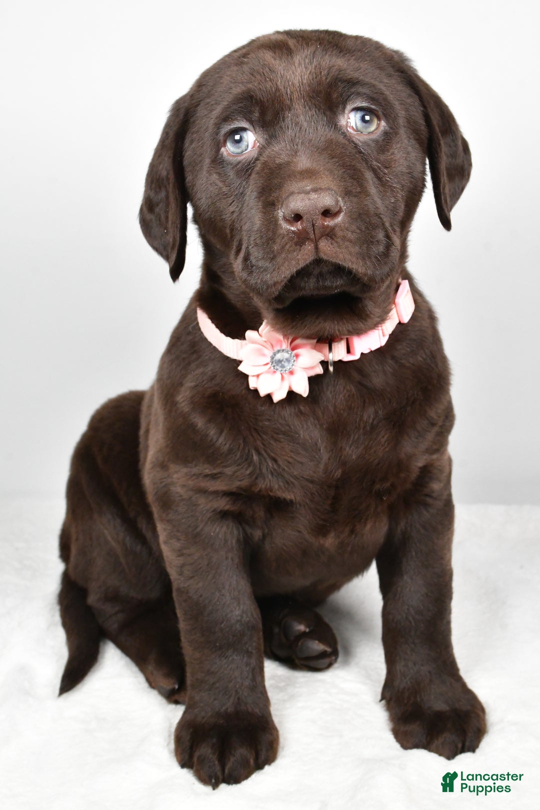 Labrador Retriever dogs for sale: Nova - Ad 7