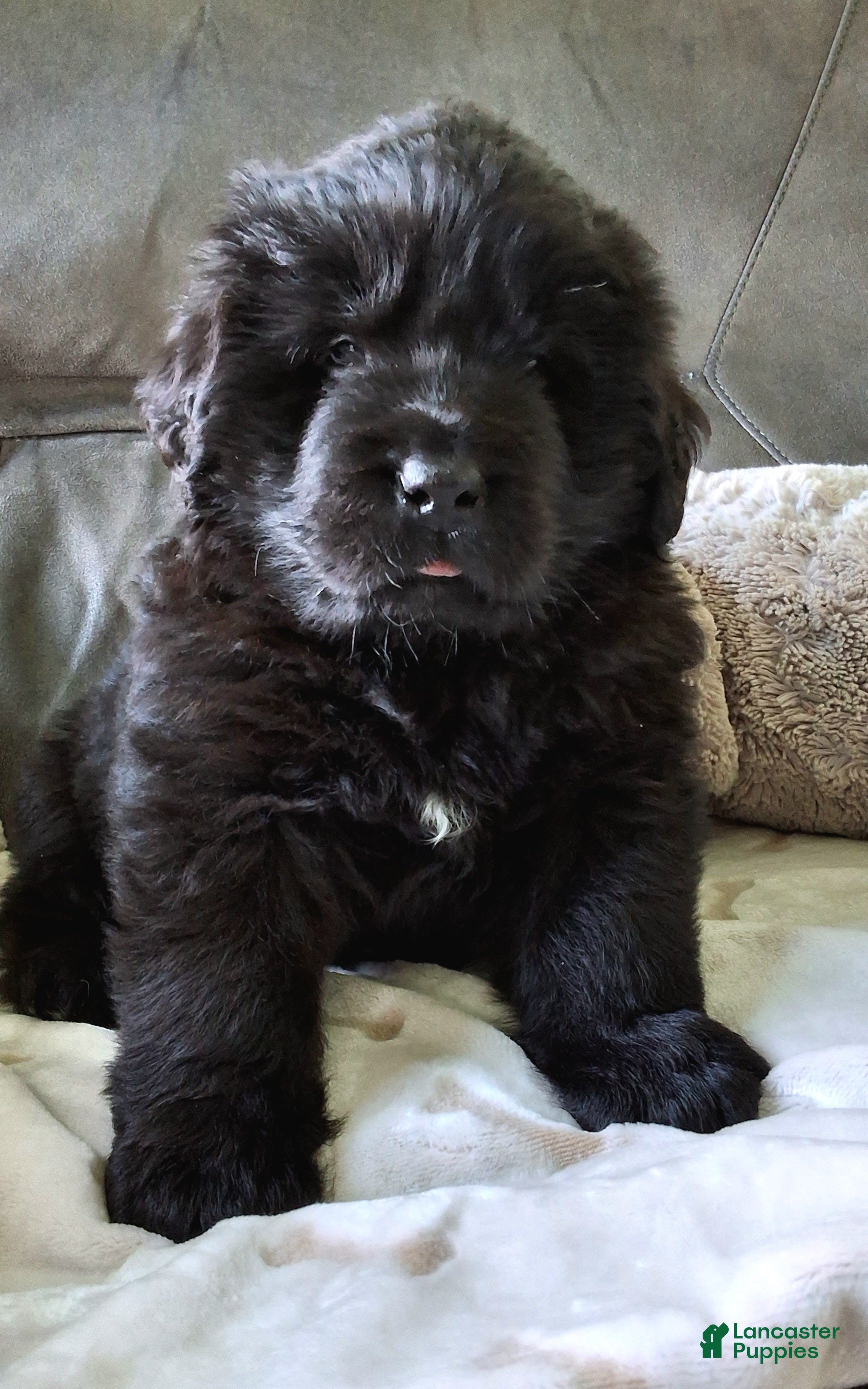 Newfoundland dogs AKC OFA BEAR - Ad 1