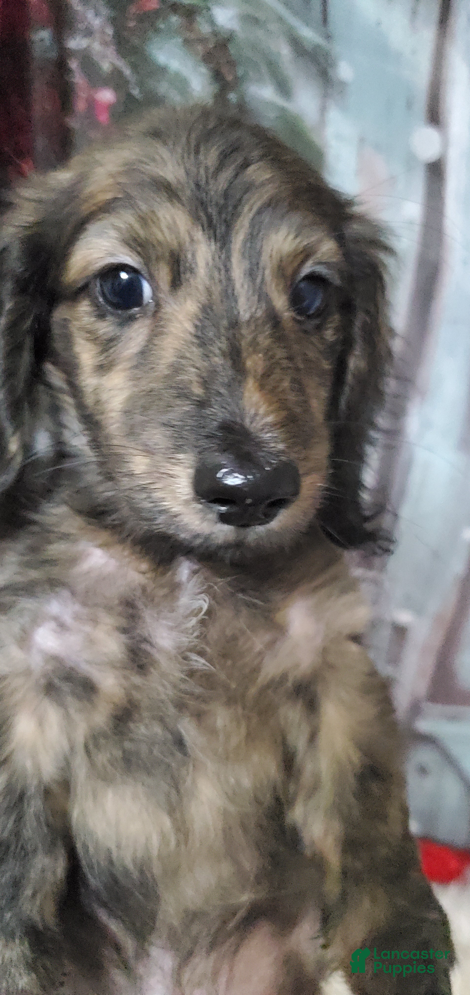 Miniature Dachshund dogs Hunter - Ad 16