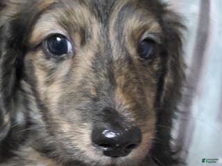 Miniature Dachshund dogs Hunter - Ad 13