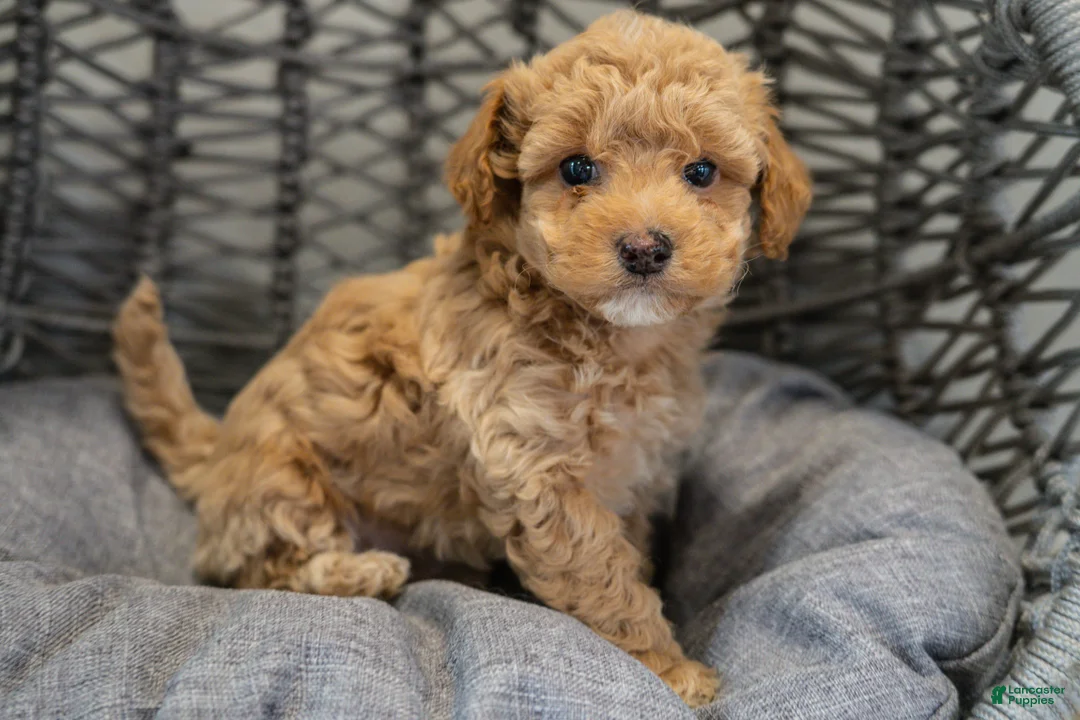 Cockapoo dogs for sale: Stella - Ad 1