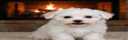 Maltese dogs for sale: Milo - Ad 1