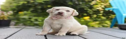 Labrador Retriever dogs for sale: Meadow - Ad 10