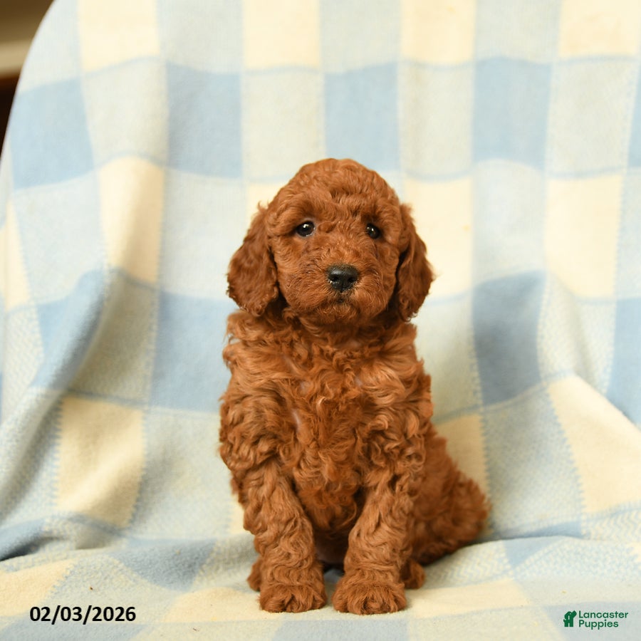 Miniature Poodle dogs Kenza - Ad 18