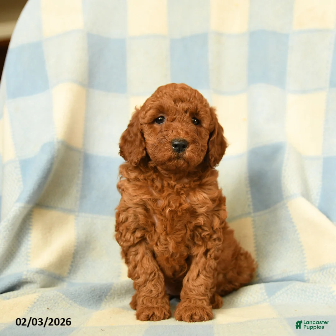 Miniature Poodle dogs for sale: Kenza - Ad 1