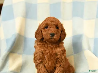Miniature Poodle dogs Kenza - Ad 18