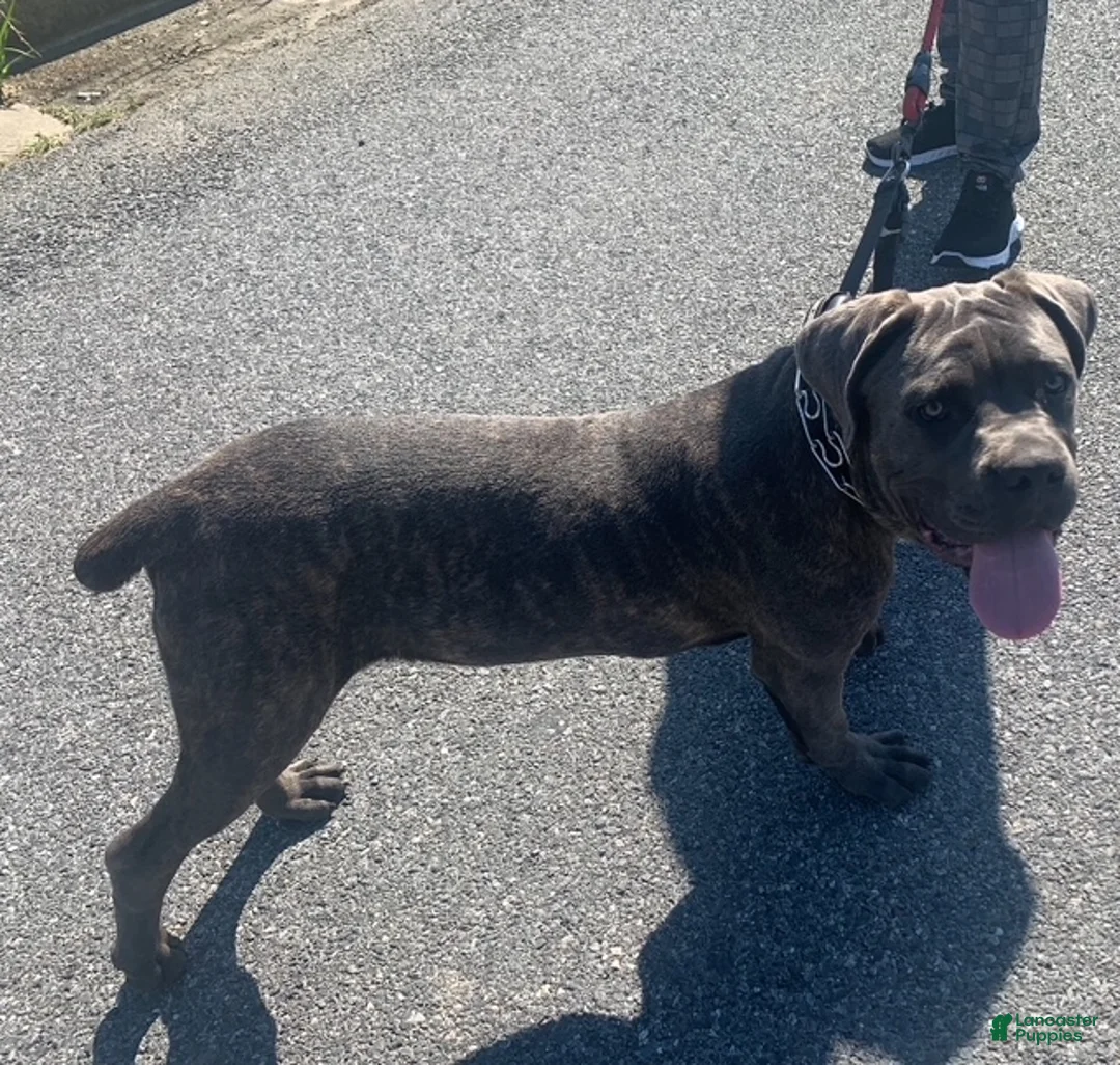 Cane Corso dogs for sale: Cane Corso Puppy 1 - Ad 3