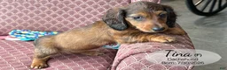Dachshund dogs for sale: Tina - Ad 3