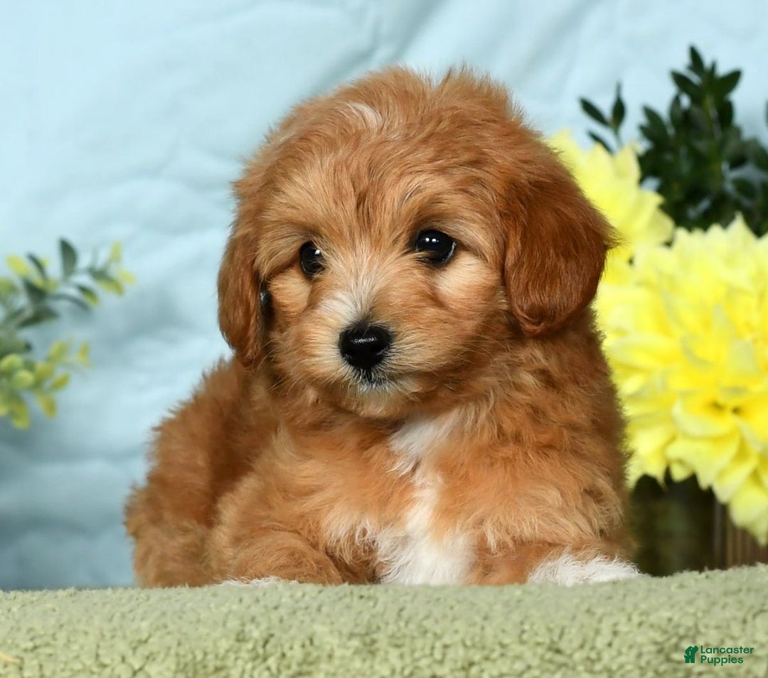 Mini Goldendoodle dogs for sale: Lindsey - Ad 11