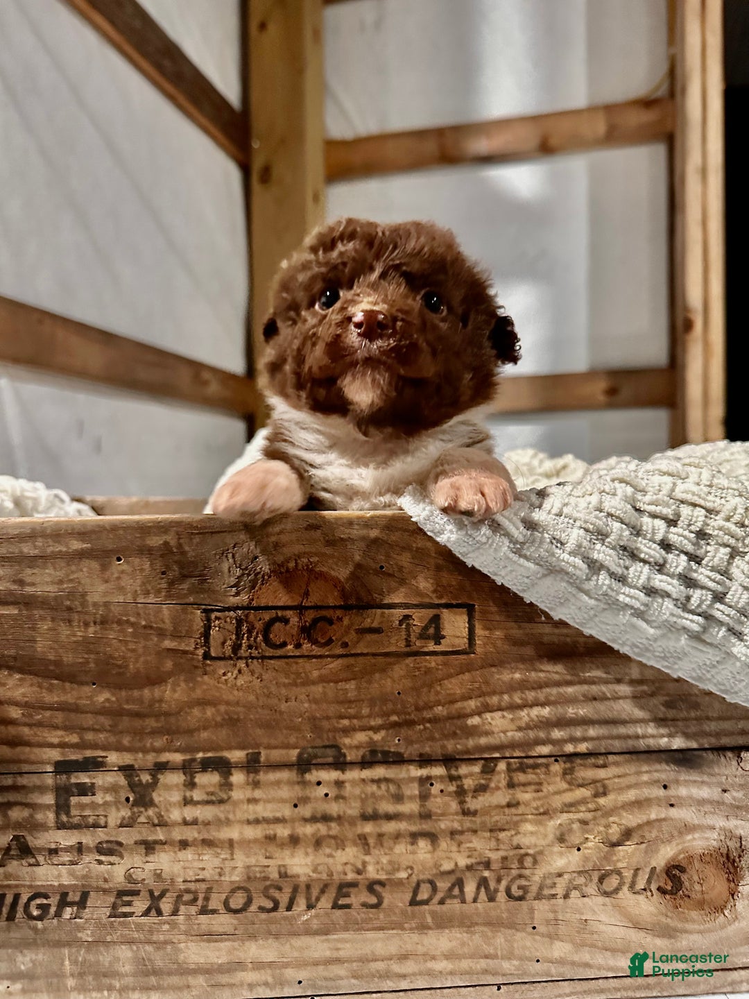 Aussiedoodle dogs for sale: Butter Ball - Ad 6