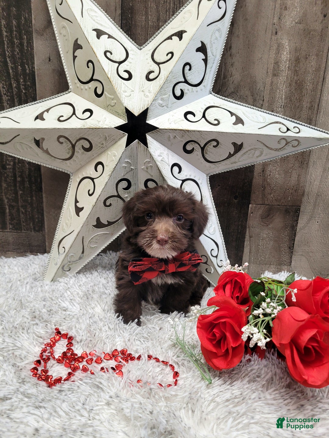 Mixed Breed dogs for sale: Brownie - Ad 8