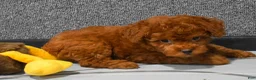 Miniature Poodle dogs for sale: Loren💙 - Ad 7