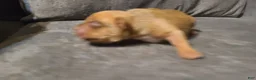 American Bully dogs for sale: Bella - Ad 7